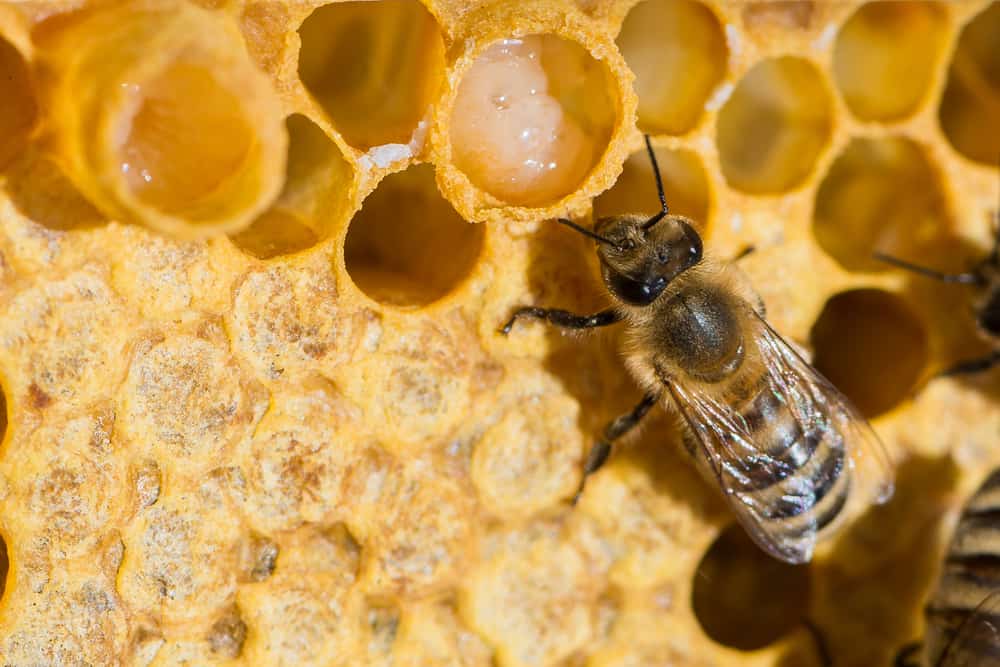 manfaat royal jelly