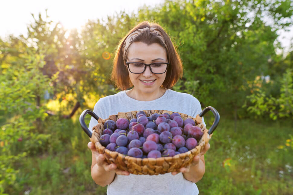 Jarang Ada Yang Tahu, Ini Manfaat Buah Plum Ternyata Begitu Banyak Lho!