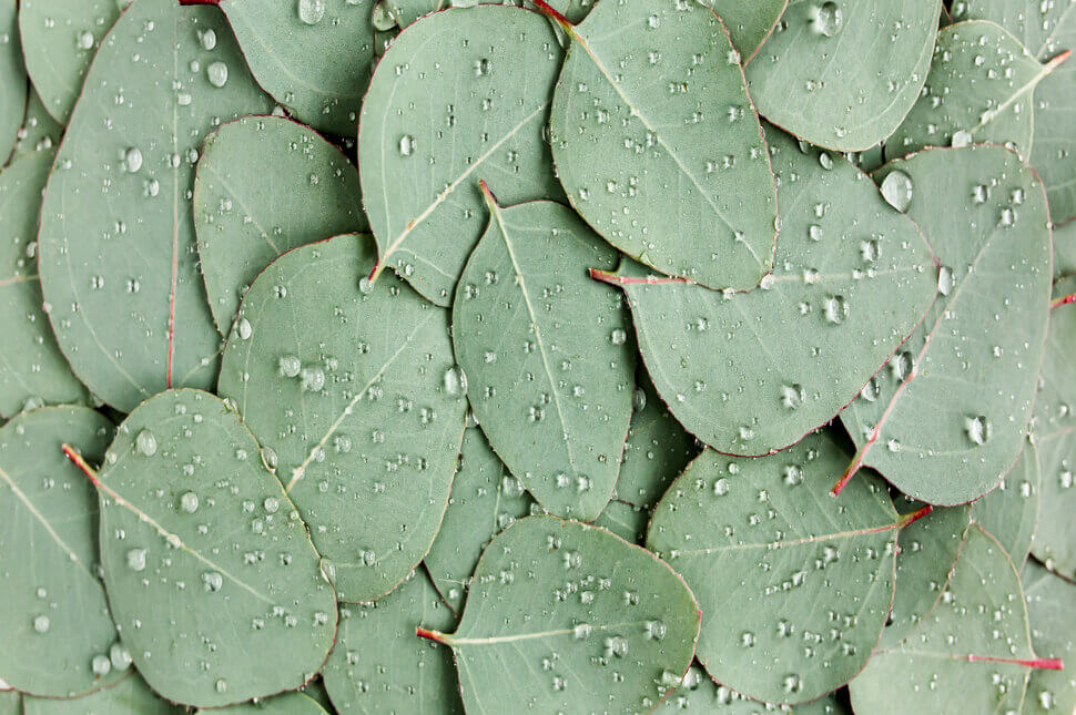 Mitos atau Fakta, Minyak Eucalyptus Bisa Meredakan Batuk