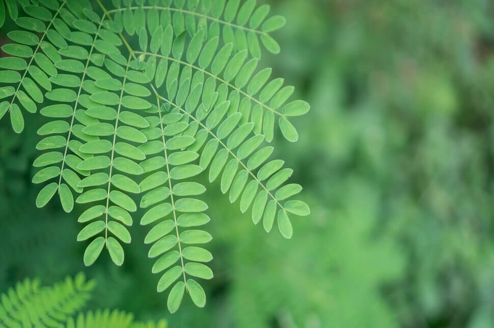 Sering Dianggap Hama, Ternyata Daun Meniran Kaya Manfaat Lho!